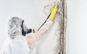 Best Commercial Mold Inspection  in Rutgers University Busch Campus, NJ